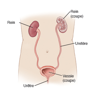Vue antérieure du corps montrant les reins, les uretères, et la vessie. Coupe transversale de la vessie et d'un rein.