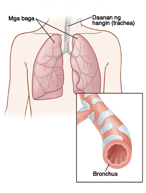 Mga baga, Daanan ng hangin (trachea), Bronchus