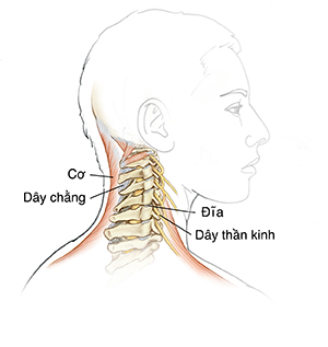 Mặt bên của đầu và cổ cho thấy cột sống, dây chằng, đĩa đệm, dây thần kinh và cơ.