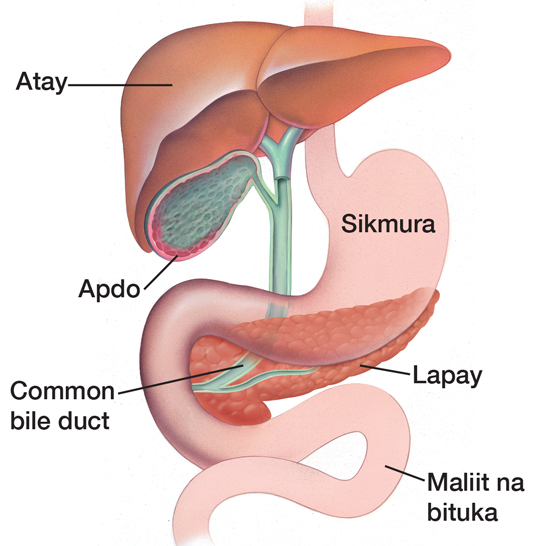Atay, apdo (gallbladder) , sikmura (stomach), lapay (pancreas), common bile duct, at maliit na bituka (small intestine)
